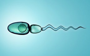 Testisten Sperm Elde Etme Yöntemleri